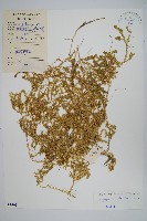 翠雲草、藍草藏品圖，第1張