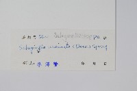 翠雲草、藍草藏品圖，第2張