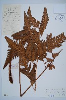 粗裂複葉耳蕨藏品圖，第1張