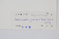 粗裂複葉耳蕨藏品圖，第2張