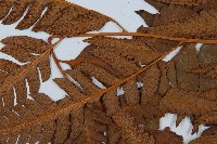 粗裂複葉耳蕨藏品圖，第4張