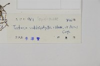 三叉蕨藏品圖，第2張