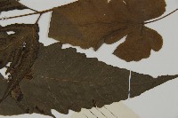 三叉蕨藏品圖，第5張