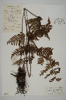 海南肋毛蕨藏品圖，第1張