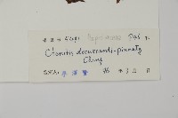 海南肋毛蕨藏品圖，第2張