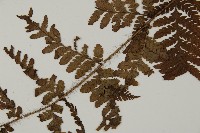 海南肋毛蕨藏品圖，第3張