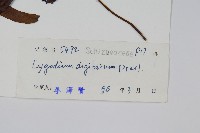 掌葉海金沙藏品圖，第2張