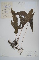 新月蕨藏品圖，第1張