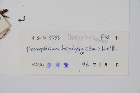 新月蕨藏品圖，第2張