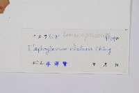 瓊崖舌蕨藏品圖，第2張