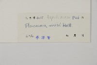 無苞蕨藏品圖，第5張