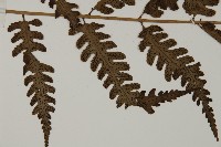 無苞蕨藏品圖，第8張