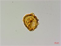 無苞蕨藏品圖，第3張