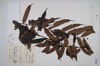 亞全緣觀音座蓮藏品圖，第1張