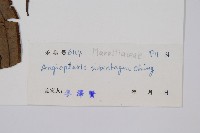 亞全緣觀音座蓮藏品圖，第2張