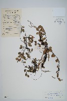 登錄號:P004415藏品圖，第1張