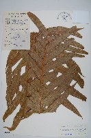 崖薑蕨藏品圖，第1張