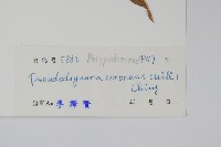 崖薑蕨藏品圖，第2張