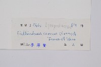 燈龍草藏品圖，第2張