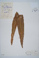 海南巢蕨藏品圖，第1張