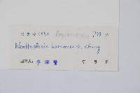 海南巢蕨藏品圖，第2張