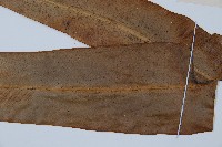 海南巢蕨藏品圖，第3張