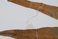 海南巢蕨藏品圖，第4張