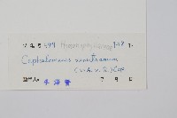 厚葉蕨藏品圖，第2張