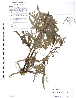 半邊羽裂鳳尾蕨藏品圖，第1張