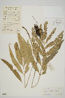 南海鐵角蕨藏品圖，第1張