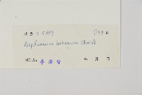 南海鐵角蕨藏品圖，第2張