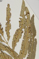 南海鐵角蕨藏品圖，第3張