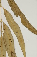 南海鐵角蕨藏品圖，第5張