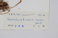 毛葉腎蕨藏品圖，第1張