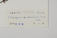 粉葉蕨藏品圖，第2張