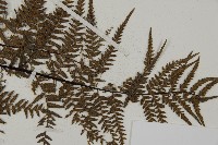粉葉蕨藏品圖，第3張