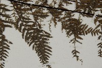 粉葉蕨藏品圖，第4張