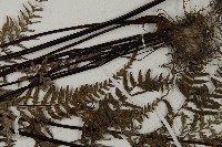 粉葉蕨藏品圖，第5張
