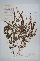 箭葉鳳尾蕨藏品圖，第1張