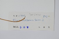 箭葉鳳尾蕨藏品圖，第2張