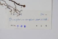 單葉新月蕨藏品圖，第2張