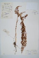 烏蕨藏品圖，第1張