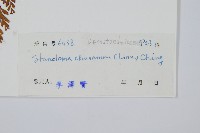 烏蕨藏品圖，第2張