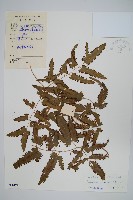 曲軸海金沙藏品圖，第1張