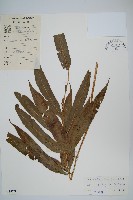 大線蕨藏品圖，第1張