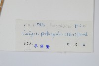 大線蕨藏品圖，第2張