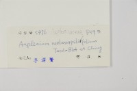 大黑柄鐵角蕨、黃鱗鐵角蕨、大羽鐵角蕨藏品圖，第2張