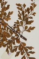 大黑柄鐵角蕨、黃鱗鐵角蕨、大羽鐵角蕨藏品圖，第3張