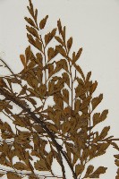 大黑柄鐵角蕨、黃鱗鐵角蕨、大羽鐵角蕨藏品圖，第4張