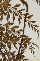 大黑柄鐵角蕨、黃鱗鐵角蕨、大羽鐵角蕨藏品圖，第5張